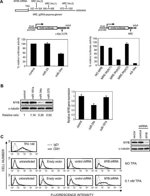 Figure 4. miR-34a directly regulates MYB expression. (A) miR-34a regulates luciferase activity of a reporter vector containing either the full-length 3′-UTR of MYB (left) or individual predicted MRE (right). Relative luciferase activity was assayed in 293T cells 48 hours after cotransfection with a luciferase reporter plasmid and the indicated miRNA mimic. AS-34a designates a reverse complementary sequence of miR-34a. (B) Overexpression of miR-34a in K562 cells down-regulates MYB protein and mRNA. K562 cells, transfected with the indicated miRNA mimic, were analyzed for MYB protein (left) and mRNA (right) by immunoblot or quantitative PCR, respectively, 48 hours later. Protein expression relative to α-tubulin was quantified by densitometry. mRNA normalized to GAPDH mRNA is shown relative to the ratio in K562 cells transfected with a miRNA mimic control. (C) MYB knockdown (right) up-regulates the MK-specific marker CD41 in cells treated with a suboptimal amount of TPA (0.1 nM). As positive control for CD41 induction, K562 cells were treated with 1 nM TPA.