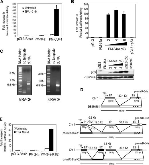 Figure 7. miR-34a up-regulation after TPA treatment of K562 cells is p53-independent. (A) The p53-dependent miR-34a promoter does not activate luciferase expression after TPA treatment of K562 cells. Cells were transfected with a firefly luciferase reporter vector in which luciferase expression was driven by the DB286351 miR-34a promoter (PM-34a) or the CD41 promoter (PM-CD41) or with the promoterless luciferase vector (pGL3-Basic). Samples were cotransfected with a Renilla luciferase reporter vector for normalization. Luciferase activity was measured 48 hours after TPA treatment. (B) Exogenous expression of p53 in K562 cells activates the DB286351 miR-34a promoter. K562 cells were transfected with promoterless firefly luciferase reporter vector (pGL3) or a reporter containing the miR-34a promoter (PM-34a), a Renilla luciferase reporter vector, and increasing amounts (2, 4, and 8 μg) of pCMV-p53 vector. The total amount of transfected DNA was kept constant using an empty pCMV plasmid. Luciferase activity was measured 48 hours after transfection and was normalized as described. The fold increase in luciferase activity relative to the control sample transfected with the promoterless vector is shown. The bottom panel represents the level of p53 protein in the samples analyzed herein by immunoblot. The membrane was stripped and reprobed for α-tubulin as a loading control. (C) 5′- and 3′-end RACE PCR analysis of pri-miR-34a transcripts in TPA-treated K562 cells. Agarose gel images show the 5′- and 3′-RACE PCR products obtained in K562 cells treated with TPA for 4 days. (D) Two pri-miR-34a transcripts identified by sequencing the 5′-end RACE PCR products from TPA-treated K562 cells and their location in the genome. E indicates exon; the numbers below the exons indicate their length in base pairs. Also indicated is the length of the intronic regions. For comparison, the previously described pri-miR-34a transcript, DB286351, is also shown (top). (E) The genomic region adjacent to the alternate TSS serves as the miR-34a promoter in TPA-treated K562 cells. A DNA genomic fragment comprising 1.5 kb upstream to 0.5 kb downstream of the identified alternative TSS (PM-34a-K1/2) was cloned into pGL3-basic, and the effect of TPA treatment on luciferase activity was evaluated as described.