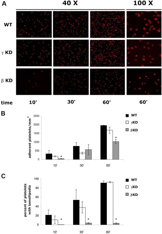 Figure 2. Analysis of integrin αIIbβ3–mediated platelet adhesion and spreading. Platelets from wild type (WT), PI3KγKD (γKD), and PI3KβKD (βKD) mice were plated on glass coverslips coated with fibrinogen for 10, 30, and 60 minutes. Nonadherent cells were removed, and adherent platelets were fixed, permeabilized, and stained with TRITC-conjugated phalloidin. Both platelet adhesion, evaluated as number of counted adherent platelets, and platelet spreading, as number of adherent cells with lamellipodia extension were quantified by fluorescence microscopy analysis. Representative images at 40× magnification of adherent platelets from the 3 genotypes are reported in panel A. The column on the right reports enlarged images (100× magnification) of adherent platelets after 60 minutes to better evidentiate differences in the morphology of spreaded cells. Quantitative analysis of adhesion of wild type (■), PI3KγKD (□), and PI3KβKD () platelets are reported in panels B and C, respectively. Platelet spreading is expressed as percentage of adherent platelets with lamellipodia. Data are the means ± SD of 5 different experiments, where adherent and spreaded cells in 5 different fields were counted in each experiment (*P < .05 vs wild-type platelets).