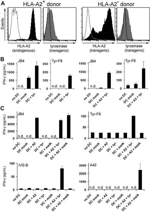 Figure 1. De novo priming of CD8+ T cells with RNA-pulsed DCs. (A) Coexpression of HLA-A2 and tyrosinase proteins was detected by flow cytometry in DCs of an HLA-A2+ donor transfected with 24 μg tyrosinase ivt-RNA (left histograms) and DCs of an HLA-A2− donor transfected with 48 μg HLA-A2 and 24 μg tyrosinase ivt-RNA (right histograms). Stained samples are represented by filled curves and corresponding controls by empty curves. Data are representative of 9 independent experiments, demonstrating that all DCs used for T-cell priming coexpressed both proteins. (B) Columns represent the amount of IFN-γ (picograms per milliliter) secreted by a tyrosinase-independent HLA-A2 allo-reactive T-cell clone (JB4) and an HLA-A2–restricted tyrosinase peptide–specific T-cell clone (Tyr-F8) after coincubation with RNA-pulsed DCs, 10 hours after electroporation. IFN-γ was quantified in culture supernatants by ELISA. Mean values and mean deviations represent duplicates. n.d. indicates not detectable. (C) DCs of an HLA-A2− donor were transfected with HLA-A2 (48 μg) and tyrosinase (24 μg) or melan-A (48 μg) ivt-RNA alone and in combination and used for coincubation with the HLA-A2 allo-reactive CTL clone (JB4), 2 HLA-A2–restricted tyrosinase peptide–specific CTL clones (Tyr-F8 and IVS-B), and an HLA-A2–restricted melan-A peptide–specific CTL clone (A42) 10 hours after electroporation. IFN-γ was quantified in culture supernatants by ELISA and presented as picograms per milliliter. Mean values and mean deviations represent duplicates. n.d. indicates not detectable.