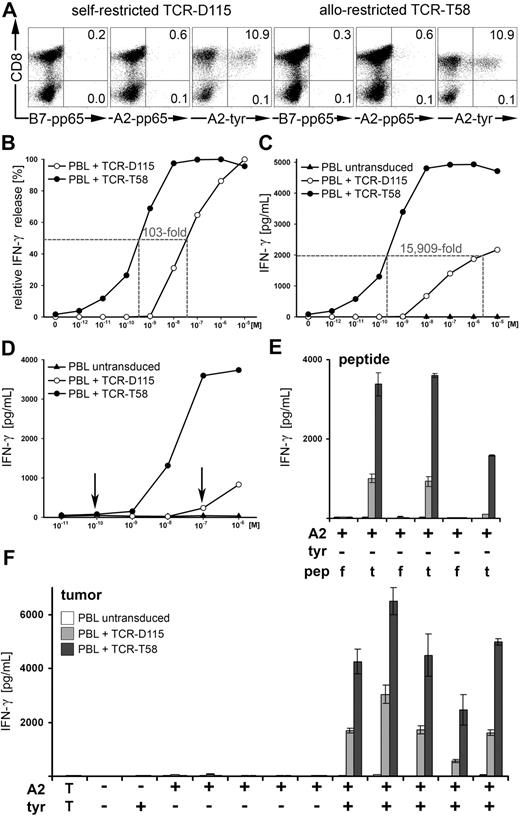 Figure 6. Transfer of antigen specificity by retroviral transfer of TCR-D115 and TCR-T58. (A) PBLs of a healthy donor were transduced with TCR-D115 or TCR-T58. Unsorted TCR-transduced PBLs were analyzed on day 10 for transgenic TCR expression using irrelevant B7-pp65 and A2-pp65 multimers and specific A2-tyr multimers. Untransduced PBLs showed no multimer binding (0.1%, data not shown). Percentages of multimer+CD8+ T cells are displayed in the top right quadrant. (B-C) The IFN-γ release of unsorted TCR-transduced PBLs after stimulation with T2 cells loaded with graded amounts of tyrosinase peptide (10−12 M to 10−5 M) at a ratio of 2:1. (B) The relative IFN-γ release is displayed in percentage. (C) The specific IFN-γ release is presented as picograms per milliliter. (D) Functionality of unsorted TCR-transduced PBLs was measured by IFN-γ release using autologous HLA-A2+ PBMCs loaded with tyrosinase peptide (10−11 M to 10−6 M) as stimulating cells at ratio of 2:1. Untransduced PBLs (▲) showed no peptide-specific IFN-γ release. (E) The HLA-A2+tyrosinase− tumor cell lines Mel-A375, RCC-26, and MaCa1/A2 were exogenously loaded with either 10−5 M irrelevant flu peptide (f) or 10−5 M tyrosinase peptide YMD (t) and IFN-γ secretion was measured by ELISA and given as picograms per milliliter. (F) Specificity of recognition was assessed by IFN-γ release after coculture with the tumor cell lines from left to right: MaCa1 (HLA-A2−tyrosinase−); SK-Mel-28 (HLA-A2−tyrosinase+); Mel-A375, RCC-26, PancTu 1, MaCa1/A2, and UTS CC 1588 (all HLA-A2+tyrosinase−); Mel-624.38, Mel-93.04A12, SK-Mel-23, SK-Mel-29, and WM-266-4 (all HLA−A2+tyrosinase+). T indicates CTL without stimulating cells.