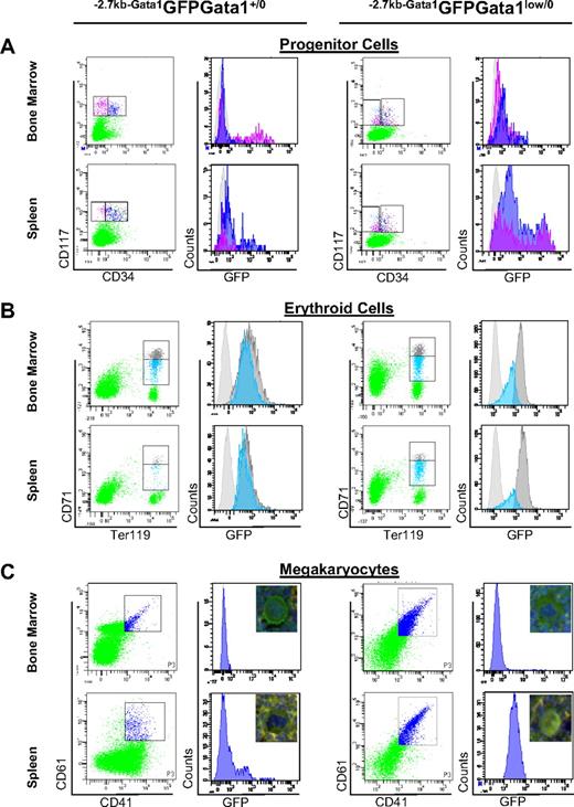 Figure 4. Alternative activation of the Gata1 locus in stem/progenitor cells and erythroid and MK precursors from the spleen of Gata1low mice. (A) Levels of GFP expressed by marrow and spleen stem/progenitor cells divided into stem/common erythroid-megakaryocytic progenitors (pink) and granulomonocytic and common myeloid progenitors (blue) by CD34 staining (CD34neg and CD34pos, respectively). (B) Levels of GFP expressed by marrow and spleen erythroid cells (Ter119pos) divided into immature (CD71high, gray) and mature (CD71med, blue) erythroblasts.28 (C) Levels of GFP expressed by marrow and spleen MKs identified by CD41/CD61 staining. Irrelevant controls for GFP-specific signal are presented as light gray histograms in all of the panels. The pictures (40 × original magnification) of representative MKs double stained for cKit and GFP are included in panel C. The frequency and average GFP fluorescence intensity (AFI) of the different populations is summarized in Table 1. Similar results were obtained in 4 separate experiments.