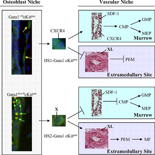Figure 6. A Gata1 enhancer–based model for the rescue of the hematopoietic defects induced by the Gata1low mutation. Normal quiescent cKitpos hematopoietic stem cells (HSCG0) adhere to the endosteum of the bone2–4 and do not express GFP (Figure 4). Once these cells are induced into cycle, they leave the osteoblast niche to lodge in the vascular niche of the marrow and begin the commitment process leading to the generation of common myeloid progenitors (CMPs), granulomonocytic progenitors (GMPs), and megakaryocytic-erythroid progenitors (MEPs).29 Expression of Gata1 in these progenitors is driven by the HS1 enhancer.47 By contrast, in Gata1low mice, a higher proportion of the cKitpos cells adheres to the osteoblast niche. These cells are GFPpos and, therefore, have the potential to activate the HS2 enhancer. Because Gata1lowcKitpos cells do not express CXCR4,24 once induced to cycle, they can no longer lodge in the vascular niche in the marrow. These cells, however, retain the ability to lodge in the spleen microenvironment (Figures 3 and 5), which is capable of sustaining maturation of those Gata1low stem/progenitor cells that express Gata1 through the HS2 enhancer (Figure 4). This spleen-specific maturation route occurs through an alternative pathway that involves the generation of bipotent precursor for the erythroid/megakaryocytic lineage (PEM)31–33 (and this paper). It is possible that the adhesion receptor, expressed by the HS2-Gata1 stem cell (X), and its ligand, expressed by the cells in the spleen microenvironment (XL) that mediate this interaction, are represented by BMP4 and Hedgehog, respectively.40