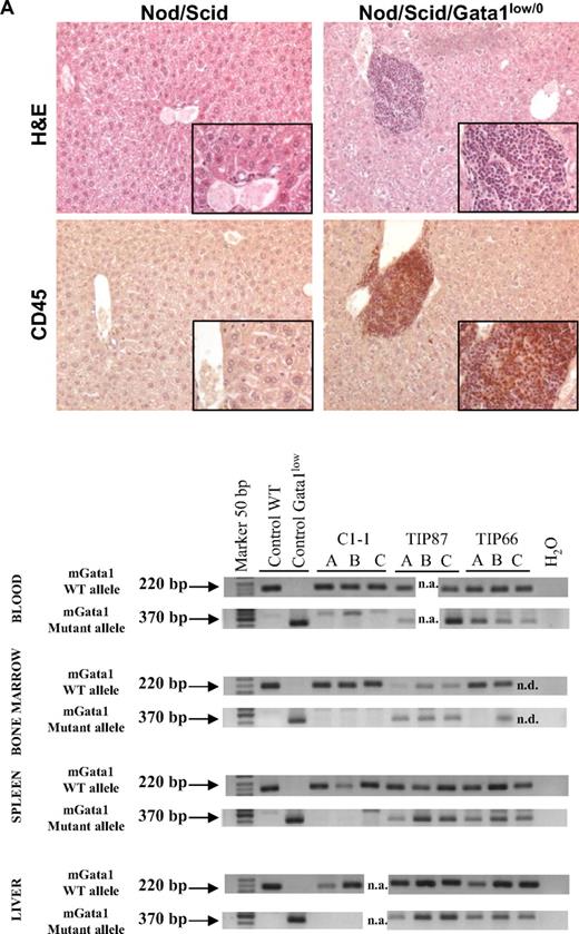 Figure 5. Bone marrow cells from Gata1low mice engraft preferentially the extramedullary sites of the recipients. (A) Hematoxylin-eosin and CD45 immunostaining of liver sections from an untreated NOD/SCID female and from a NOD/SCID female that received a transplant of bone marrow cells from a Gata1low/0 male. The presence of cells with the Gata1+ (220 bp, 2 alleles per cell) and Gata1low (370 bp, one allele per cell) genotype in blood, bone marrow, spleen, and liver of representative NOD/SCID mice that received a transplant from either wild-type (C1-1) or Gata1low (2 mice, TIP87 and TIP 66) mice is presented on the bottom. Results are representative of those obtained in 12 animals that underwent transplantation. Magnification ×20 in the panels and ×40 in the insets. (B) Frequency of cells expressing a lymphocyte (B220pos or CD4pos), granulomonocyte (Mac3pos or Gr1pos), and MK (CD41pos/CD61pos) phenotype in the blood and of those expressing a stem cell (Sca1pos/CD117pos), erythroid (CD71pos/TER119pos), and MK (CD41pos/CD61pos) phenotype in the marrow, spleen, and liver of a representative NOD/SCID mouse that received a transplant 2 months earlier of 106 Gata1low bone marrow cells. Similar results were observed in 6 additional mice that underwent transplantation. The presence of cells with the Gata1+ (220 bp) and Gata1low (370 bp) genotype among the individual populations purified by sorting (> 90% pure by reanalysis) was assessed by PCR and presented on the right. Representative PCR analyses of cells purified from 3 representative recipients (each line is an individual mouse; A, B, or C). Representative isotype controls for the FACS analyses are presented in supplemental Figure 3.