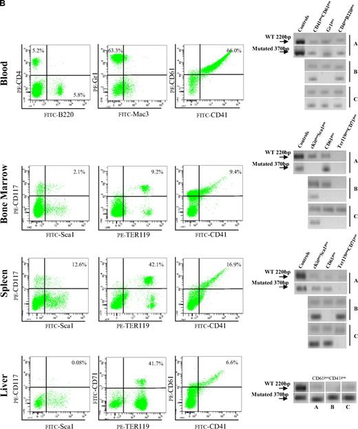 Figure 5. Bone marrow cells from Gata1low mice engraft preferentially the extramedullary sites of the recipients. (A) Hematoxylin-eosin and CD45 immunostaining of liver sections from an untreated NOD/SCID female and from a NOD/SCID female that received a transplant of bone marrow cells from a Gata1low/0 male. The presence of cells with the Gata1+ (220 bp, 2 alleles per cell) and Gata1low (370 bp, one allele per cell) genotype in blood, bone marrow, spleen, and liver of representative NOD/SCID mice that received a transplant from either wild-type (C1-1) or Gata1low (2 mice, TIP87 and TIP 66) mice is presented on the bottom. Results are representative of those obtained in 12 animals that underwent transplantation. Magnification ×20 in the panels and ×40 in the insets. (B) Frequency of cells expressing a lymphocyte (B220pos or CD4pos), granulomonocyte (Mac3pos or Gr1pos), and MK (CD41pos/CD61pos) phenotype in the blood and of those expressing a stem cell (Sca1pos/CD117pos), erythroid (CD71pos/TER119pos), and MK (CD41pos/CD61pos) phenotype in the marrow, spleen, and liver of a representative NOD/SCID mouse that received a transplant 2 months earlier of 106 Gata1low bone marrow cells. Similar results were observed in 6 additional mice that underwent transplantation. The presence of cells with the Gata1+ (220 bp) and Gata1low (370 bp) genotype among the individual populations purified by sorting (> 90% pure by reanalysis) was assessed by PCR and presented on the right. Representative PCR analyses of cells purified from 3 representative recipients (each line is an individual mouse; A, B, or C). Representative isotype controls for the FACS analyses are presented in supplemental Figure 3.
