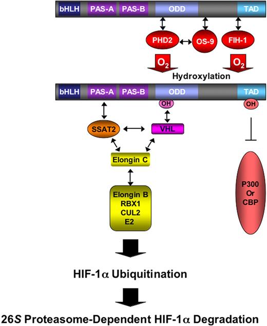 Figure 1. O2-dependent hydroxylation regulates HIF-1α ubiquitination and transactivation. The prolyl hydroxylase PHD2 binds to the oxygen-dependent degradation domain (ODD) of HIF-1α and, in the presence of O2, hydroxylates proline residue 402 and/or 564, which is required for the binding of VHL, which then recruits Elongin C and its associated E3 ubiquitin-protein ligase complex, which consists of Elongin B, RBX1, Cullin 2 (CUL2), and an E2 ubiquitin-conjugating enzyme. The hydroxylation by FIH-1 of asparagine-803 in the carboxyl-terminal transactivation domain of HIF-1α blocks coactivator (p300 or CBP) binding and HIF-1 transcriptional activity.