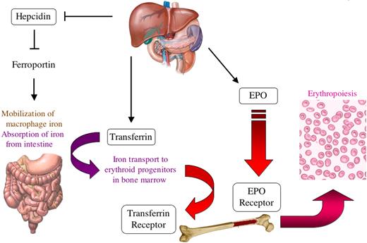 Figure 2. HIF-1 regulates the expression of multiple genes to stimulate erythropoiesis in response to hypoxia. HIF-1 stimulates production of the EPO in the kidney, which binds to its receptor (EPOR) on erythroid progenitors in the bone marrow (in the adult and yolk sac in the embryo) to stimulate their survival, proliferation, and differentiation. Erythropoiesis involves uptake by the marrow of large amounts of iron, which are used in the synthesis of hemoglobin. In the liver, HIF-1 stimulates iron uptake by repressing the gene encoding hepcidin, which is an inhibitor of ferroportin, the major protein responsible for intestinal iron uptake. HIF-1 also activates hepatic synthesis of transferrin, the major plasma protein responsible for transporting iron from the intestine to the bone marrow via the transferrin receptor. Thus, HIF-1 directly regulates the expression of 5 gene products (EPO, EPOR, hepcidin, transferrin, and transferrin receptor) involving 5 different organs (kidney, liver, intestine, blood, and bone marrow) to control erythropoiesis.
