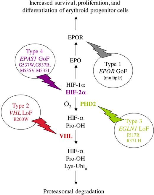 Figure 3. Molecular basis of familial erythrocytosis. Four types are shown, resulting from loss-of-function (LoF) or gain-of-function (GoF) missense mutations in the genes encoding EPOR (type 1), VHL (type 2), PHD2 (type 3), and HIF-2α (type 4), respectively. Note that the symbols for the genes encoding PHD2 and HIF-2α are EGLN1 and EPAS1, respectively. The familial erythrocytoses are inherited as autosomal-dominant traits, except for type 2 (Chuvash polycythemia), which displays autosomal-recessive inheritance. A variety of mutations that result in a truncated and constitutively active EPOR have been reported as the cause of type 1 familial erythrocytosis.