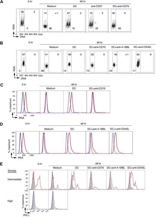 Figure 3. CD8 T-cell memory is maintained by DCs. (A) Cell-cycle analysis of intermediate-density CD8 T cells from unmanipulated mice before and after incubation under the indicated conditions for 48 hours. The numbers represent the percentage of cells in the different regions. (B) Cell-cycle analysis of intermediate-density CD8 T cells from unmanipulated mice before and after incubation under the indicated conditions for 48 hours. (C-D) RNA levels of high-density (blue line) and intermediate-density (red line) gp33-41 tetramer-positive CD8 T cells from mice previously infected with LCMV, before and after incubation under the indicated conditions for 48 hours. The dashed blue line in the 48-hour panels represents the solid blue line for high-density T cells shown at time 0, and is shown to facilitate comparison with intermediate-density RNA levels. (E) IFN-γ production by high-density or intermediate-density tetramer-positive or CD8 T cells from mice previously infected with LCMV in response to PMA/Iono before and after 48 hours of incubation under the indicated conditions. Shaded histograms represent IFN-γ production by unstimulated cells.