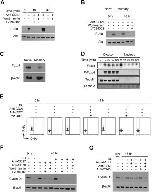 Figure 4. CD27 signaling maintains G1 and inactivates Foxo1 via PI3K and Akt. (A) Purified splenic CD8 T cells were incubated with or without anti-CD27 for the indicated times. Cells were pretreated with wortmannin (100 nM) or LY294002 (10 μM) 1 hour before stimulation. (B) Akt phosphorylation in the high-density naive or intermediate-density memory splenic CD8 T cells before and after 48 hours of culture under the indicated conditions with or without wortmannin or LY294002. Cell lysates were prepared, and phospho-Ser473 Akt and total Akt were detected by immunoblotting. (C) Splenocytes were sorted for CD8+CD44high and CD8+CD44low, and lysates of equal numbers of cells were loaded on SDS-PAGE and immunoblotted for Foxo1 and β-actin. (D) Purified splenic CD8 T cells were stimulated with plate-bound anti-CD27 for the indicated times, after which nuclear and cytosolic fractions were prepared. Tubulin and lamin A were used as controls for the efficacy of the fractionation. (E) Purified splenic CD8 T cells were fractionated on Percoll, and the intermediate-density cells were analyzed at time 0 or after 48 hours of culture under the indicated conditions. Wortmannin or LY294002 was added during culture with either DCs or plate-bound anti-CD27. Cell cycle was analyzed as in Figure 1. Cell viability after 48 hours was 58% to 73%. (F) The intermediate-density CD8 T cells were lysed immediately or after 48 hours of culture under the indicated conditions. Equal protein concentrations were loaded on SDS-PAGE gels and immunoblotted for cyclin D3 or β-actin. (G) Cyclin D3 levels in intermediate-density CD8 T cells before and after incubation under the indicated conditions. Cell lysates were prepared, and cyclin D3 and β-actin levels were determined by immunoblotting.