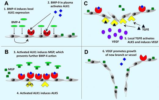 Working model for the roles of ALK1 and ALK5 in angiogenesis. (A) BMP-4 as an angiogenic stimulus causes local induction of ALK1, which is activated by BMP-9 normally circulating in the plasma. (B) ALK1 signaling induces expression of MGP, which prevents excessive angiogenic stimulation by binding to BMP-4, and expression of ALK5. (C-D) ALK5 is activated by local TGFß, which results in VEGF induction and stimulation of endothelial cell growth and angiogenesis. See the complete figure in the article beginning on page 2197.