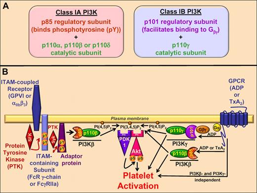 (A) Subunit composition and mechanism of activation of class IA and IB isoforms of phosphoinositide 3-kinase (PI3K). (B, left) Engagement of GPVI or αIIbβ3 activates of a Src family kinase (SFK), which phosphorylates tyrosine residues on an immunoreceptor tyrosine-based activation motif (ITAM)–containing subunit. Phosphotyrosine (pY) residues support binding and activation of spleen tyrosine kinase (Syk), which phosphorylates downstream adaptor molecules. The Src homology 2 (SH2) domains of the p85 subunit of PI3Kβ bind to pY-containing proteins, activating the p110β catalytic domain to convert PI(4,5)P2 to PI(3,4,5)P3 on the inner leaflet of the plasma membrane. The pleckstrin homology (PH)–domain-containing molecules 3-phosphoinositide–dependent protein kinase 1 (PDK1) and Akt bind to PI(3,4,5)P3, enabling PDK1-dependent activation of Akt and subsequent platelet activation. Canobbio et al found that platelets expressing a kinase dead form of PI3Kβ, or those that express a kinase dead form of PI3Kγ and are treated with a PI3Kβ-specific inhibitor, fail to respond to GPVI- or αIIbβ3-specific stimuli. These results indicate that GPVI- and αIIbβ3-dependent responses require p110β activity. (B, right) Binding of the G protein–coupled receptor (GPCR) ligands adenosine diphosphate (ADP) or thromboxane A2 (TxA2) activates PI3Kβ via an unknown mechanism, and also results in binding of the p101 subunit of PI3Kγ to dissociated Gβγ subunits, which activates the p110γ catalytic subunit to generate PI(3,4,5)P3 and induce Akt and platelet activation as described above. Canobbio et al found that platelets expressing kinase dead forms of either PI3Kβ or PI3Kγ fail to phosphorylate Akt but do aggregate in response to treatment with ADP. The same is true of platelets expressing a kinase dead form of PI3Kβ, or of those that express a kinase dead form of PI3Kγ and are treated with a PI3Kβ-specific inhibitor, in response to treatment with a TxA2 analog. These findings suggest that GPCRs can activate platelets in a manner that is independent of PI3Kγ and/or PI3Kβ activity, and that is independent of Akt activation.