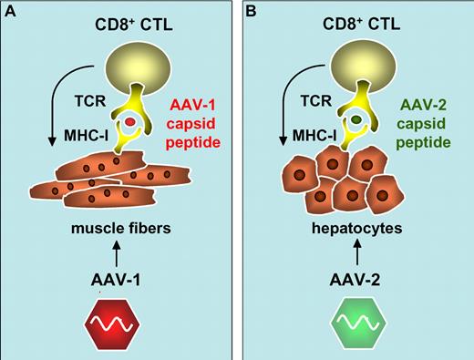 Activation of AAV-1 and AAV-2 capsid-specific CD8+ cytotoxic T cells (CTL) following cross-presentation of capsid-derived antigenic peptides onto major histocompatibility complex class I antigens (MHC-I) in transduced muscle fibers (A)1 and hepatocytes (B).3,5,6