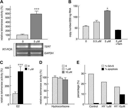 Figure 2. Androgens stimulate TERT gene expression. (A) Exposure of lymphocyte to androgen (R1881) was associated with higher TERT mRNA levels by RT-PCR (GADPH was used and loading control; results from one representative experiment). (B) To confirm these results, TERT expression was evaluated by real-time PCR in 2 separate experiments (n = 3): in lymphocytes, R1881 up-regulated TERT mRNA expression, an effect that was inhibited by tamoxifen (Tam). (C) Estradiol activates telomerase enzymatic activity in cultured lymphocytes (E2; n = 3, in 2 different experiments). (D) In a single separate experiment, lymphocytes were also cultured with hydrocortisone (n = 2). (E) In the same experiment, hydrocortisone (HY) inhibited cell cycle and at higher doses (10 μM) induced cell death by apoptosis (*P < .05; ***P < .001).