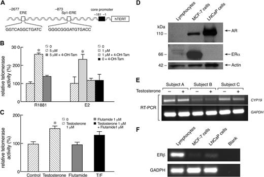 Figure 3. Involvement of the ER pathway in androgen-mediated activation of telomerase. (A) Schematic representation of the TERT gene promoter region, emphasizing ERE at position −2677 and Sp1-ERE at position −873. The first base of TERT promoter is −1. (B) In 2 independent experiments, 4-hydroxy-tamoxifen (4-OH-Tam) inhibited both methyltrienolone (R1881)– and estradiol (E2)–dependent activation of telomerase activity (n = 4; each individual was measured in triplicate). Tamoxifen alone at 1 μM did not influence telomerase activity. (C) One microgram of testosterone and/or 1 μM flutamide, an androgen receptor inhibitor, was added to lymphocyte culture for 3 days and telomerase activity measured. Addition of testosterone alone increased telomerase activity but not flutamide alone. However, flutamide did not inhibit testosterone effects on telomerase activity. (D) Western blot of cell lysates of lymphocytes, MCF-7, a breast cancer cell line, and LNCaP (a prostate cancer cells line). AR was not expressed by lymphocytes (representative, n = 3) but was present in MCF-7 and LNCaP cell lines. ERα had low expression in lymphocytes in comparison with MCF-7 lines but was absent in LNCaP. Actin was used as loading control. (E) Expression of ERβ was measured in the same cells using RT-PCR (GADPH was used as expression control). ERβ was more expressed in lymphocytes than in MCF-7 and LNCaP cell lines. Blanks represent the negative control for the RT-PCR reaction. (F) RT-PCR for CYP19 mRNA expression in peripheral blood lymphocytes of healthy male (subjects A and C) and female (B) subjects cultured in the presence or absence of testosterone 1 μM. CYP19 was to be expressed in lymphocytes in both sexes, but mainly in male subjects, but was not affected but addition of testosterone to cell culture. GADPH was used as expression control (*P < .05; **P < .01).