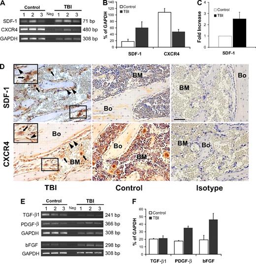 Figure 4. SDF-1/CXCR4 axis and megakaryocyte-derived growth factors after irradiation. (A) Semiquantitative RT-PCR analyses of SDF-1 and CXCR4 expression in BM cells flushed from mice in the TBI and nonirradiated control groups (n = 3 per group). The negative control (Neg, without template) is shown in the middle lane. (B) Comparison of SDF-1 and CXCR4 expression levels (calculated relative to GAPDH levels and reported as mean percentages ± SD) in irradiated versus nonirradiated control mice. Increase of SDF-1 expression and the decrease of CXCR4 expression in the irradiated groups are both significant (P = .03 and P = .003, respectively). (C) Comparison of the SDF-1 protein level measured by ELISA in irradiated versus nonirradiated control mice (n = 3 per group; P = .008). (D top) Immunohistochemical staining (red) confirming an increase of SDF-1 levels in osteoblasts (, left panel) and megakaryocytes () after 48 hours after TBI vs nonirradiated control mice (middle panel). Bone (Bo) from a TBI mouse stained using an isotype primary antibody was used as control (right panel). (Bottom) In contrast to SDF-1, the CXCR4 levels decreased at 48 hours after TBI and remained localized into the osteoblasts () and in the surviving megakaryocytes (). Controls and isotype-stained sections as described for SDF-1. Scale bar represents 50 μm. (E) Semiquantitative RT-PCR analyses of TGF-β1, PGDF-β, and bFGF in BM cells flushed from mice in the TBI and nonirradiated control groups (n = 3). The negative control (Neg, without template) is shown in the middle lane. (F) Levels of PGDF-β and bFGF, but not TGF-β1, calculated relative to GAPDH levels and reported as mean percentages (± SD), were significantly higher in the TBI group (P = .006, P = .02, P > .05, respectively).