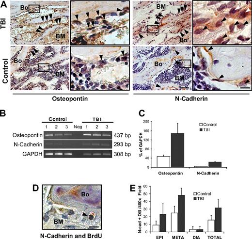 Figure 6. Stem cell niche expands after marrow radioablation. (A) Immunohistochemical staining of TBI versus control mice reveals an increase in 2 markers of the HSC niche: osteopontin (left) and N-cadherin (right), particularly in the metaphysis (). Scale bar (third column) represents 50 μm; scale bar (fourth column) represents 10 μm. (B) Semiquantitative RT-PCR analysis showing increased expression of osteopontin and N-cadherin in the TBI group. The negative control (Neg, without template) is shown in the middle lane. (C) Comparison of osteopontin and N-cadherin expression levels in irradiated versus nonirradiated control mice. Transcript band intensities are calculated in relation with the GAPDH levels and reported as mean percentages (± SD) of 6 measurements per group. Significant increases of osteopontin and N-cadherin are detected after irradiation (P = .03 and P < .001, respectively). (D) Double staining of TBI mice with anti-BrdU (black) and anti–N-cadherin (red) antibodies. Scale bar represents 20 μm. The typical nuclear pattern of the BrdU labeling and simultaneous N-cadherin expression () demonstrates the presence of proliferating N-cadherin–positive osteoblasts after TBI. (E) N-cadherin–positive osteoblasts (OB) in the epiphysis, metaphysis, diaphysis, and total marrow space at 48 hours after irradiation. Mean (± SD) numbers of cells per 400× microscopic field (n = 420 fields/group) are shown.