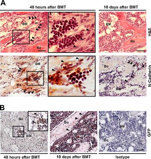 Figure 7. Anatomic localization of stem cell niches and reversibility of the microenvironmental changes after transplantation. (A) Sections of a metaphysis obtained 48 hours (left and center) or 10 days (right) after TBI and donor (GFP+) BM transplantation (BMT), stained with hematoxylin and eosin (top) or immunostained for N-cadherin (red; bottom). An increased number of osteoblasts () and the persistence of megakaryocytes in their proximity (; top left panel) are apparent at 48 hours after BMT. The engrafted cells appear as discrete clusters of small round cells close to the endosteum (center panels are the insets indicated in left panels). Scale bar (left and right panels) represents 50 μm; scale bar (center panels) represents 10 μm. (B) Sections obtained 48 hours (left) or 10 days (center) after donor (GFP+) BMT immunostained for GFP. The previously observed cells appear as donor derived clusters (≤ 6/femur) located in the metaphysis and epiphysis of recipients. At 10 days after transplantation, the marrow cellularity increased (center), megakaryocytes (⇑) were frequently found close to vessels (V) and bone lining cells returned to a single tier (). Isotype control is shown for comparison (right). Scale bar: 50 μm.