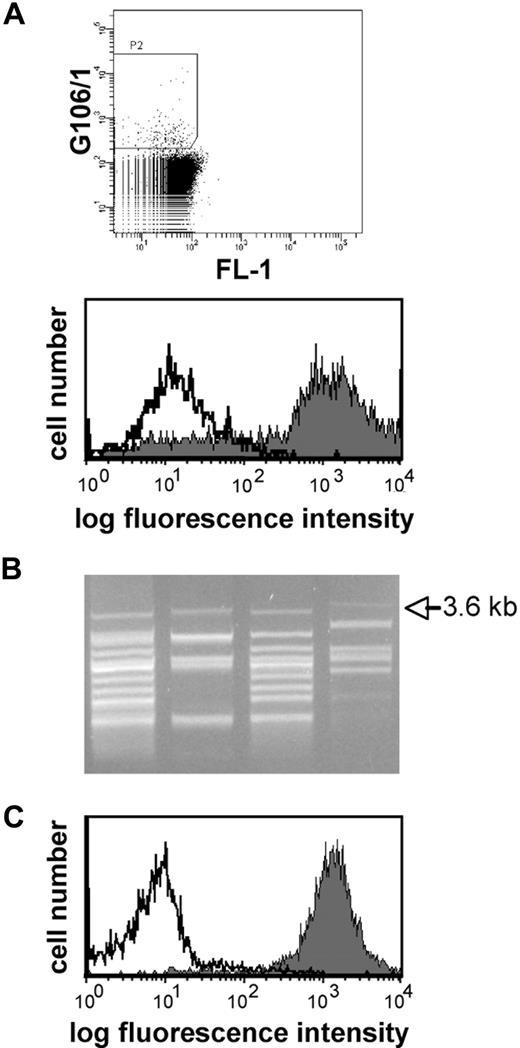 Figure 2. Identification of ILT5 as target antigen by eukaryotic expression cloning. (A) Screening of a DC library expressed in Bw cells with serum G106/1. (Top panel) Bw cells expressing the cDNA library derived from DCs were incubated with serum G106/1 (final concentration 1:200) and bound antibodies were detected by PE-labeled antihuman IgG antibodies. PE-positive cells were gated for sorting. (Bottom panel) Serum G106/1 was incubated with the cell pool obtained after 2 rounds of sorting (gray histogram) or with control Bw cells (open histogram). (B) PCR recovery of the retroviral cDNA inserts from single-cell clones reacting with serum G106/1. Retroviral cDNAs were recovered from the genomic DNA of reactive clones by PCR. A 3.6-kb band was present in the PCR products of all clones. (C) The 3.6-kb cDNA encodes an antigen recognized by G106/1. Serum G106/1 reacts with Bw cells transduced to express a 3.6-kb cDNA (gray histogram) but not control-transduced Bw cells (open histogram).