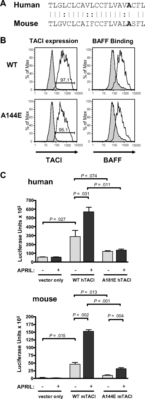 Figure 1. A144E TACI is expressed and binds ligand but does not signal in 293T cells. (A) Aligned amino acid sequence of the transmembrane domains of human and mouse TACI. (B) Surface expression and BAFF binding of WT and A144E mTACI in transfected 293T cells. Similar results were obtained in 2 independent experiments. Numbers in the insets represent percentage of cells expressing TACI. Shaded histograms represent isotype controls. (C) NFκB-driven luciferase activity in 293T cells transfected with human A181E and murine A144E TACI mutants and the corresponding WT TACI. Columns and bars represent mean and SD of 3 independent experiments. The Student t test was used to calculate significance.