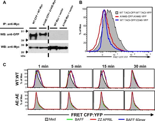 Figure 2. A144E TACI preassembles in 293T cells but the IC domains failed to cluster both at baseline and following ligand stimulation. (A) Self-association of WT and A144E mTACI in 293T transfectants. (B-C) FRET analysis of 293T cells cotransfected with CFP-tagged WT mTACI and YFP-tagged WT mTACI, A144E mTACI, or CD40 control in the absence of ligand (B), and following addition of ZZ-APRIL, BAFF, or BAFF-60mer (C). Similar results were obtained in 3 experiments.