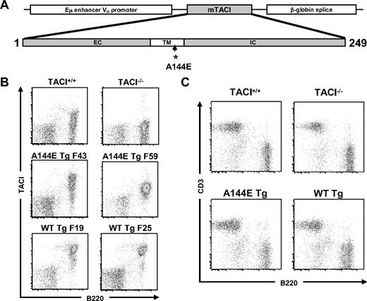 Figure 3. Characterization of TACI transgenic mice. (A) Schematic representation of the murine TACI transgenes. (B-C) Representative FACS analysis of TACI surface expression in the 2 WT Tg founder lines (F19 and F25) and the 2 A144E Tg founder lines (F43 and F59) (B), and of CD3+ and B220+cells (C) in splenocytes of TACI+/+, TACI−/−, and TACI transgenic mice.