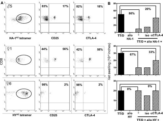 Figure 5. Phenotypic and functional analysis of minor H alloantigen–specific TREG. Results from 1 male donor (♂5) and 2 female donors (♀1 and ♀6) with minor H antigen disparate family members are shown. (A) Cell-surface expression of CD25 and CTLA-4 by CD8+ HA-1A2 (top graph) or HYA2 (center and bottom graphs) tetramerdim staining T cells (indicated by circle) isolated by 2 consecutive rounds of FACS sorting from CD8-enriched PBMCs. (B) Defining the role of CTLA-4 in minor H alloantigen–driven bystander suppression of recall responses. Total PBMCs, obtained from the same blood sample as shown in panel A, were injected together with the recall antigens tetanus toxoid (TT) and diphtheria toxoid (D), allopeptide (HA-1 for ♂5; HY for ♀1 and ♀6) alone or a combination thereof into the footpads of CB17.SCID mice. Footpad swelling indicated as net swelling is depicted on the y-axis. Uncovering of recall antigen–induced footpad swelling was induced by coinjection of blocking CTLA-4 antibodies (αCTLA-4) or an isotype control antibody (iso). The percentages indicate the percentage of inhibition of the recall response (■) when minor H allopeptide is coinjected with or without blocking CTLA-4 antibody.
