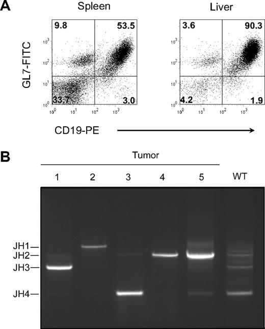 Figure 1. Tumors arising in CD137L−/− mice are B-cell lymphomas of clonal origin. (A) Flow cytometric analysis of tumor cells isolated from spleen and stained for CD19 and GL7 with mAbs directly conjugated to PE or FITC, respectively. Mean fluorescence intensity is represented for each event analyzed. Forward and side scatter gating was set to focus on tumor cells. (B) Diagnosis of tumor clonality by PCR assessing the relative location of rearranged JH1, JH2, JH3, and JH4 segments from V(D)J junctions. Splenic B cells from a WT mouse were used as control for a polyclonal B-cell population. Tumors were in advanced stages and isolated from spleens and liver (case 4) of aged (13-16 months) (CD27−/−); CD137L−/− mice. Further characteristics of these tumors are depicted in Table 1.