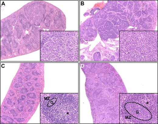 Figure 3. B-cell follicles and their neoplastic transformation. Hematoxylin and eosin–stained spleen sections from (A) a 16-month-old CD137L−/− mouse diagnosed with early-stage FL showing merging of enlarged GCs; (B) an 11-month-old CD27/CD137L−/− mouse diagnosed with late-stage FL showing nodular appearance of tumor mass; (C) a 12-month-old WT mouse, in which the GC (G, dotted circle) is small, and the periarteriolar lymphoid sheath region (*) and mantle zone (MZ) are prominently present, and (D) a 10-week-old WT mouse at day 8 after influenza infection. The GC is enlarged, and the periarteriolar lymphoid sheath region is less pronounced. Original magnifications panels A-D ×2.5, insets ×40.