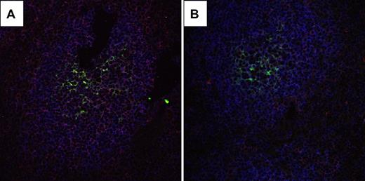Figure 6. CD137L is expressed on B cells that are in close contact with FDC. CLSM analysis of CD137L expression on B cells and/or FDCs in GC of immunized mice. Cryostat sections of spleens from (A) WT and (B) CD137L−/− mice used for the microarray experiments were stained with mAbs to detect CD137L (red), FDC (FDC-M236; green) and B cells (B220; blue). In the WT sample, B cells that are adjacent to FDC express CD137L, as indicated by the pink color. In the CD137L−/− sample, this signal is virtually absent, indicating specificity of CD137L detection. Original magnification ×40.