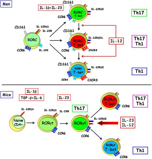 Figure 1. Origin and plasticity of human and murine Th17 cells. Human Th17 cells originate from a small subset of CD4+CD161+ T-cell precursors present in newborn thymus and UCB, which already express RORC, IL-23R, IL-1RI, and CCR6.37 (This account of the origin of human Th17 cells mainly reflects a personal view and does not take into account all the data presently available in the literature.) These cells differentiate in vitro in response to the combined activity of IL-1β and IL-23 into mature Th17 cells, which express RORC, T-bet, IL-12Rβ2, CD161,37 and CCR6,32,33 but under the same conditions can also give rise to Th17/Th1 and Th1 cells, which express T-bet33 and CXCR3.32,38 In the presence of IL-12, T-bet expression is up-regulated in Th17 cells, which shift to the production of IFN-γ.33 Murine Th17 cells originate from a naive Th cell in response to the combined activity of TGF-β and IL-6,12–14 which induce ROR-γt,17,18 IL-23R,12–14,17,18 and CCR636 expression, but the early IL-1 signaling seems also to be critical for their differentiation.39 IL-23 appears to be required for the survival and/or expansion of murine Th17 cells.12–14,17,18 However, in response to IL-12 or of the prolonged activity of IL-23, these cells up-regulate T-bet and shift to cells producing IFN-γ both in vitro and in vivo.40