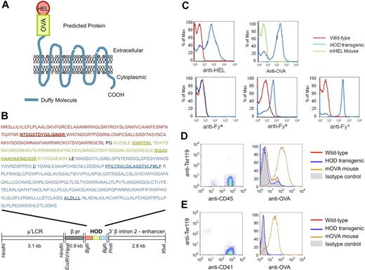 Figure 4. RBC-specific expression of a model fusion antigen by the HOD mouse. (A) Predicted structure of the HOD antigen. (B) Structure of the HOD construct and amino acid sequence of the HOD antigen. The HOD antigen is under control of the RBC-specific μ′LCR promoter and is a fusion of the full sequence of HEL, a fragment of OVA containing both the OT-I T cell–specific epitope (SIINFEKL) and the OT-II–specific epitope (ISQAVHAAHAEINEAGR), and the human Duffy blood group antigen. Additional features are indicated, including the “Duffy b” polymorphism (D), the first transmembrane domain of the molecule (FFILTSVLGILASSTVLFMLF), and the epitope for the Duffy 3 specific MIMA 29 monoclonal antibody (ALDLLL). The features described in this figure legend are underlined in panel B; amino acids were added at each fusion junction because of introduction of restriction sites Sma I and XhoI (PG and LE, in black). Staining of HOD blood demonstrates the predicted epitopes on RBCs, with no detectable HOD on CD45+TER-119− leukocytes or CD41+TER-119− platelets (C-E). Whereas only the OVA antigen was used in the course of the presented research, the HEL and Duffy antigens were included for alternate research purposes outside the scope of the current report.