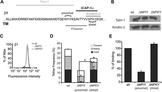 Figure 5. The putative Kindlin-3 binding site on the β tail of VLA-4 is not required for VLA-4 affinity or adhesiveness to VCAM-1. (A) Sequence of β1 integrin subunit, showing its putative association sites with Kindlin-3, talin1, filamin, and ICAP-1 in leukocytes. The 2 NPXY binding sites are highlighted. (B) Kindlin-3 and talin1 expression in Jurkat A1 cells (β1 integrin deficient) reconstituted with either wt β1 (wt), β1ΔNPIY (ΔNPIY), or β1ΔNPKY (ΔNPIY). Lysates of each Jurkat transfectant were immunoblotted with anti–Kindlin-3 antibody and anti-talin mAb. (C) FACS staining of β1 on the various Jurkat A1 transfectants. α4 expression was identical on all transfectants (data not shown). (D) Frequency and strength of tethers mediated by Jurkat β1 wt transfectants, Jurkat β1ΔNPIY, or Jurkat β1ΔNPKY transfectants perfused over medium density soluble VCAM-1 (370 sites/μm2). All interactions were determined at a shear stress of 0.75 dyn/cm2 in 2 fields of view, and results shown are the mean ± range. *P < .01 for firm tethers of the compared experimental groups. (E) Binding of soluble VCAM-1-Fc (at a saturating concentration of 60 μM) to Jurkat β1 wt cells, Jurkat β1ΔNPIY, and β1ΔNPKY transfectants, detected by fluorescence staining. No VCAM-1 binding could be detected in the presence of the VLA-4 blocker, Bio1211 (data not shown). Data are representative of 2 independent experiments.