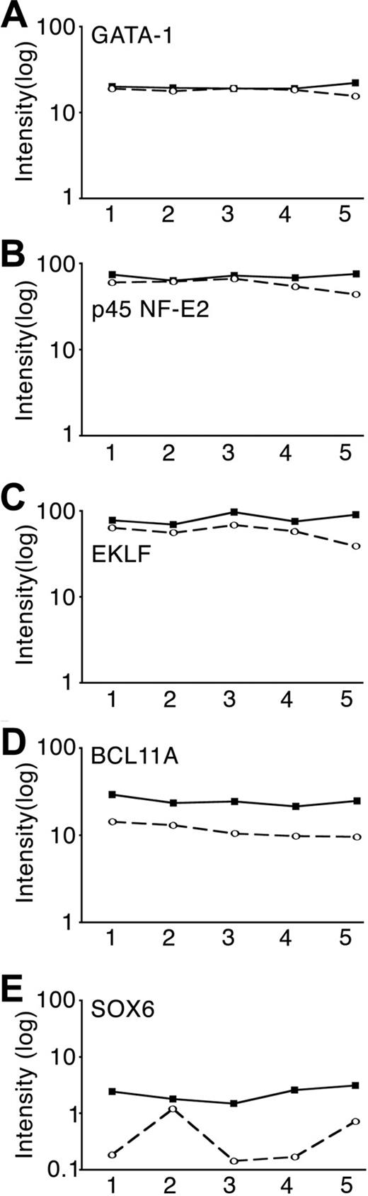 Figure 3. Comparison of candidate globin transcription factor expression levels using oligonucleotide arrays. Array signal intensities graphed according to cultured erythroblasts day 7 RNA pool for (A) GATA-1, (B) p45 NF-E2, (C) EKLF (KLF1), (D) BCL11A, and (E) SOX6 are shown. The lines connect the normalized intensity values from each of the 5 matched pools (3 separate donors per pool, x-axis) of RNA from day 7 cultured erythroblasts expressing low-HbF (■) versus high-HbF (○).