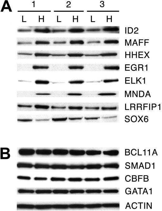 Figure 5. Nuclear protein expression of reprogrammed transcription factors. Validation of gene expression profiles obtained by microarray and quantitative PCR analysis in low-HbF (L) and high-HbF (H) culture conditions by Western analysis. Nuclear protein extracts were used from erythroblasts grown in low-HbF versus high-HbF conditions for 7 days in 3 separate donor-matched cultures. (A) Eight transcription factors with confirmed expression changes in the nuclear protein extracts. (B) Three transcription factors with reprogramming demonstrated by RNA transcript levels that were not confirmed in the nuclear protein extracts. GATA-1 and β-actin controls are provided for comparison (bottom).