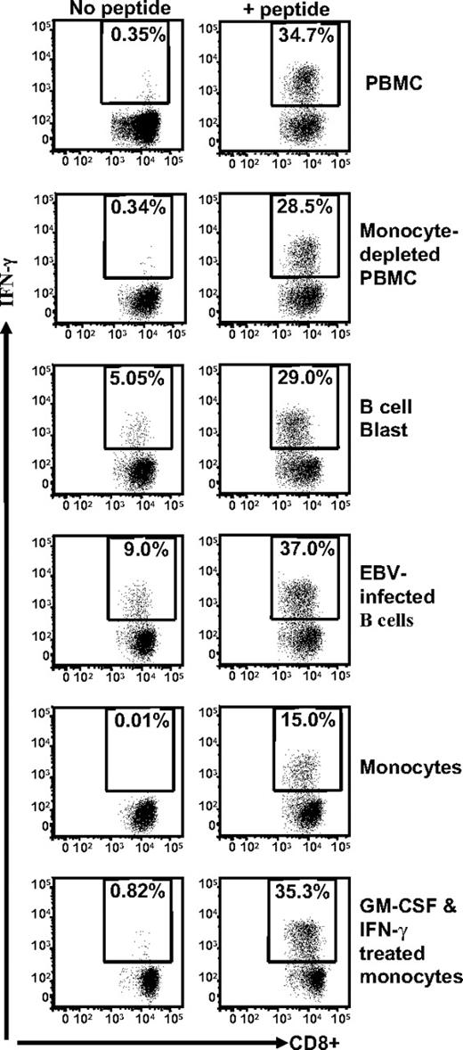 Figure 3. Stimulation of TRAT-specific T cells with human cells of different lymphoid lineages. HLA Cw*0602+ and DRB*0401+ fresh PBMCs, monocyte-depleted PBMCs, B-cell blast, EBV-infected B-cell line, monocytes, and GM-CSF and IFN-γ–treated monocytes were presensitized with TRAT peptide or left uncoated and then exposed to TRAT-specific T cells. After incubation, these T cells were analyzed for IFN-γ expression by the use of ICS assays.