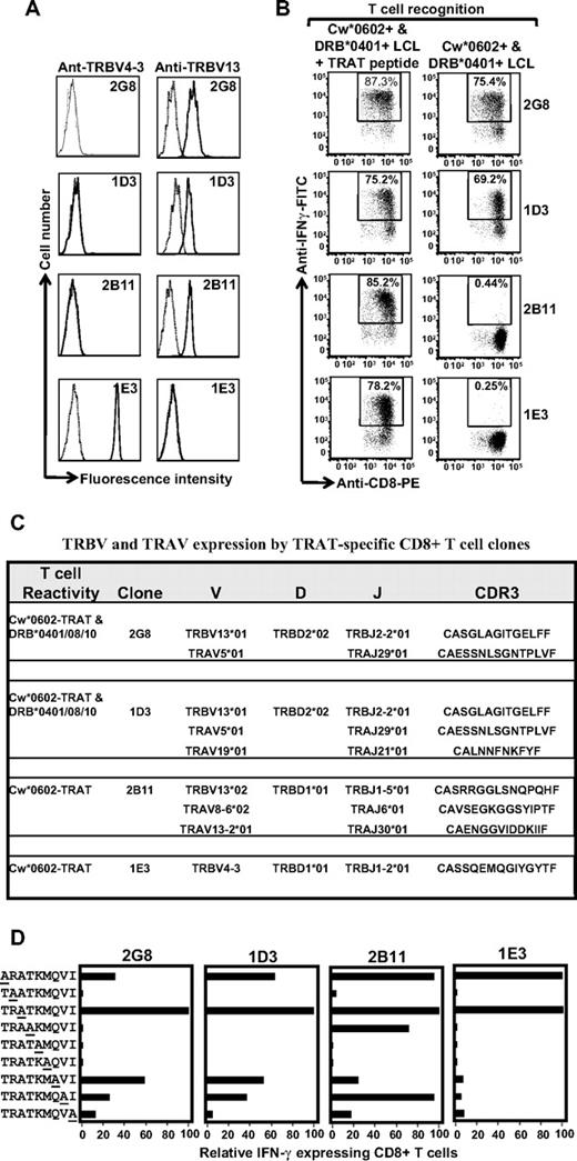 Figure 6. Clonotypic analysis of the TCR repertoire for TRAT-specific CD8+ T cells. (A) HLA Cw*0602-restricted TRAT-specific CD8+ T-cell clones were expanded by use of the agarose cloning method and then assessed for TRBV expression by the use of specific monoclonal antibodies. Representative data from 4 of the 25 clones are presented. (B) These T-cell clones were then assessed for reactivity against peptide-coated and -uncoated HLA Cw*0602+ and DRB*0401+ LCLs by the use of ICS assays. Clones 2G8 and ID3 showed reactivity against peptide-coated and -uncoated LCLs, whereas clones 2B11 and IE3 showed reactivity against peptide-coated LCLs only. (C) Amino acid sequences of CDR3 regions of TRAV and TRBV chains expressed by TRAT-specific clones. (D) T-cell recognition of alanine analogs of the TRAT peptide epitope. HLA-Cw*0602+ LCLs were presensitized with the individual peptides (0.1 μg/mL) and then exposed to TRAT-specific CTL clones. An effector:target ratio of 5:1 was used in the assay. The T-cell reactivity was assessed by the use of standard ICS assays. Data presented in each of the subpanels show relative IFN-γ expression in the presence of alanine analogs compared with the wild-type peptide.