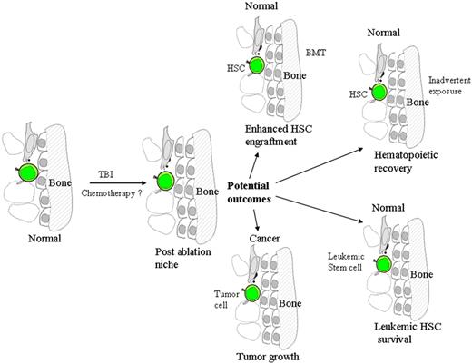 Model of potential clinical outcomes postablation of an endosteal niche. If the niche is either a cancer niche, or harbors a leukemic hematopoietic stem cell (HSC), the outcome could be detrimental. However, for normal niches and BMT or after inadvertent exposure to ablation, the outcome could be enhanced hematopoietic reconstitution.