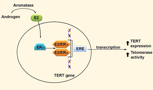 Androgens are enzymatically converted into estradiol (E2) via aromatase. E2 passively diffuses into cells and binds the α isoform of the estrogen receptor (ERα), which acts as a transcriptional activator by binding to estrogen response elements (ERE) in genomic DNA. The telomerase reverse transcriptase (TERT) promoter contains 2 putative EREs. Therefore, both androgens and estrogens increase TERT expression, ultimately resulting in increased telomerase activity in hematopoietic cells.