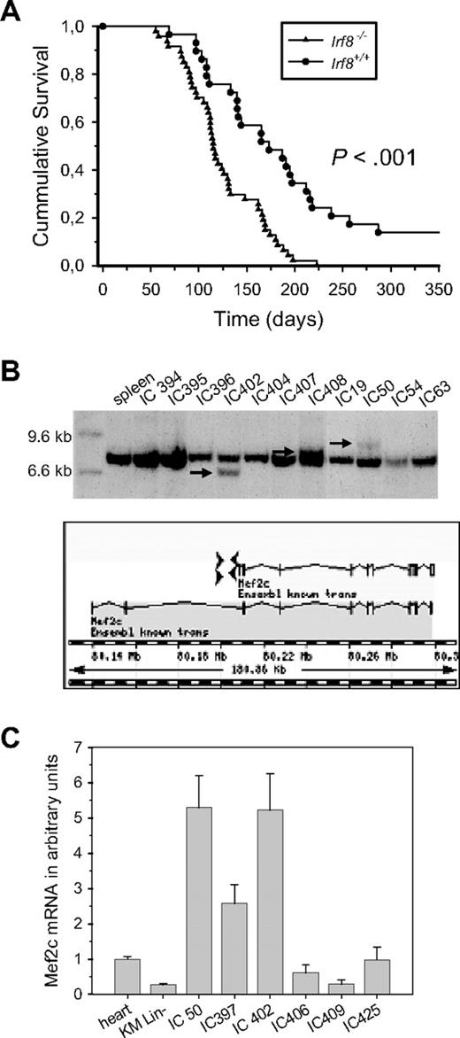 Figure 1. Identification of Mef2c as a common integration site in MuLV-induced myeloid tumors of Irf8−/− mice. (A) Kaplan-Meier survival curves of Irf8−/− (n = 47) or Irf8+/+ (n = 28) B6 mice infected with Mo-MuLV. The log-rank test for comparison of cumulative incidence curves confirmed a significant (P < .001) increase in disease latency in the Irf8-deficient background. The mean survival was 125 (± 6) days and 184 (± 15) days, respectively. (B) Cloning and analysis of sequences flanking retroviral integration sites revealed integrations upstream of the first coding exon of Mef2c, in both 5′ and 3′ orientation to the gene, as indicated. Southern blot analysis of HindIII digested genomic DNA isolated from myeloid tumors originating from MuLV-infected Irf8−/− mice confirmed disruption of the Mef2c locus, as indicated by arrows. (C) Tumor samples with Mef2c integrations have high levels of Mef2c transcripts. The mean levels of Mef2c transcripts in different tumors (IC) relative to the level in heart tissue were determined by quantitative RT-PCR in 2 independent experiments performed in duplicate. Sequence analysis of RT-PCR fragments demonstrated coding sequences for both α1 and α1-β-γ isoforms in normal BM and tumors, the former being the more prominent form.