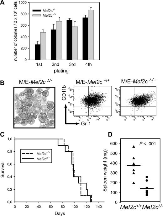 Figure 4. Mef2c is not necessary for MLL/ENL-induced transformation or maintenance in culture, but for homing and/or spread of the MLL/ENL leukemic cells in vivo. (A) Establishment of transformed cell lines with MLL/ENL is not impaired after deletion of the floxed Mef2c allele by CRE recombinase. Results show the mean colony number (± SD) of serially replated cultures seeded with 2 × 104 cells in methylcellulose each week. The first plating was done immediately after MLL/ENL transduction, so that variation in the colony numbers reflects also infection efficiencies. Similar results were obtained for 2 independent M/E cell lines. (B) Inactivation of Mef2c in MLL/ENL-transformed Mef2cfl/− cells did not alter their morphology (Pappenheim stain; 100×/1.3 oil) or gross immunophenotype, as assessed by FACS analysis. (C) Survival curves of NOD/scid mice injected intraperitoneally with 106 M/E cells with indicated genotype and infected with a CRE vector. Mice were killed when large tumors in abdominal cavity were clearly visible. (D) Spleen weights of animals receiving M/E cells with the indicated genetic background. Vertical line indicates median value. P value was calculated by the Student t test.