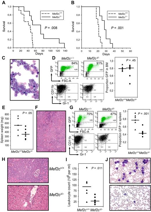 Figure 5. Mef2c is not required for in the induction of leukemia in vivo. (A) Kaplan-Meier survival curves of B6 mice receiving BM from mice with indicated genotype after transduction with retroviral vectors coexpressing MLL/ENL and GFP. The log-rank test for comparison of cumulative incidence curves confirmed a significant (P < .008) increase in disease latency in mice receiving Mef2-deficient BM. (B) Survival curves of B6 mice receiving 5 × 106 tumor cells (intravenously) from 1 of 3 independent mice (for each genotype) from experiment shown in panel A. The log-rank test for comparison of cumulative incidence curves confirmed a significant (P < .001) increase in disease latency in mice retransplaned with Mef2-deficient tumors. (C) Cytospin of BM cells from mice transplanted with MLL/ENL infected Mef2cΔ/− BM (5% efficiency) and killed 50 days later. An accumulation of blastlike cells and immature myeloid forms is clearly seen (Pappenheim stain; 63×/1.4 oil). (D) Flow cytometric analysis of cells isolated from BM of mice 50 days after receiving BM (with the indicated genotype) infected with MLL/ENL vector (5% efficiency). High proportion of GFP+ cells was observed in all mice. Each symbol in the dot diagram to the right represents an independent mouse. Horizontal line indicates median value. P value was calculated by the Student t test. Gating on the GFP+ population of the BM (bottom panels) demonstrates that the MLL/ENL/GFP+ cells are CD11b+Gr1− /lo. (E) Dot diagram showing the spleen weights of mice analyzed 50 days after BM transplantation. Horizontal line indicates median value. P value was calculated by the Student t test. (F) Splenic section of mice receiving Mef2cΔ/− BM infected with MLL/ENL vectors. The regular splenic architecture is completely effaced in mice receiving MLL/ENL-infected BM because of the myeloid hyperplasia of the red pulp. Pockets of erythroid cells are observed, which compensates for the loss of erythropoiesis in the BM (hematoxylin and eosin stain; 10×/0.45). (G) Flow cytometric analysis of cells isolated from spleens of mice 50 days after receiving BM (with the indicated genotype) infected with MLL/ENL vector (5% efficiency). A higher proportion of GFP+ cells was observed in mice receiving Mef2c+/+ BM compared with Mef2cΔ/− BM. Each symbol in the dot diagram to the right represents an independent mouse. P value was calculated by the Student t test. Gating on the GFP population of the spleen (bottom panels) demonstrates that the MLL/ENL/GFP+ cells are CD11b+Gr1neg /lo. (H) The highly invasive behavior of the MLL/ENL Mef2c+/+ leukemic cells is evidenced by infiltration into the liver. The normal liver lobular architecture is completely destroyed and periportal and perivenous liver parenchyma is replaced by infiltrating leukemic myeloblasts and immature forms (top panel). In contrast, invading cells are limited to periportal regions in mice receiving MLL/ENL Mef2cΔ/− BM (hematoxylin and eosin stain; 20×/0.75). (I) Leukocyte counts of mice 50 days after receiving BM (with the indicated genotype) infected with MLL/ENL vector (5% efficiency). (J) Blood smears of mice receiving MLL/ENL Mef2c+/+ (top panel) or Mef2cΔ/− BM (bottom panel). The leukocytosis is predominantly composed of immature blastlike monocytic and granulocytic cells (Pappenheim stain; 40×/1.3 oil).