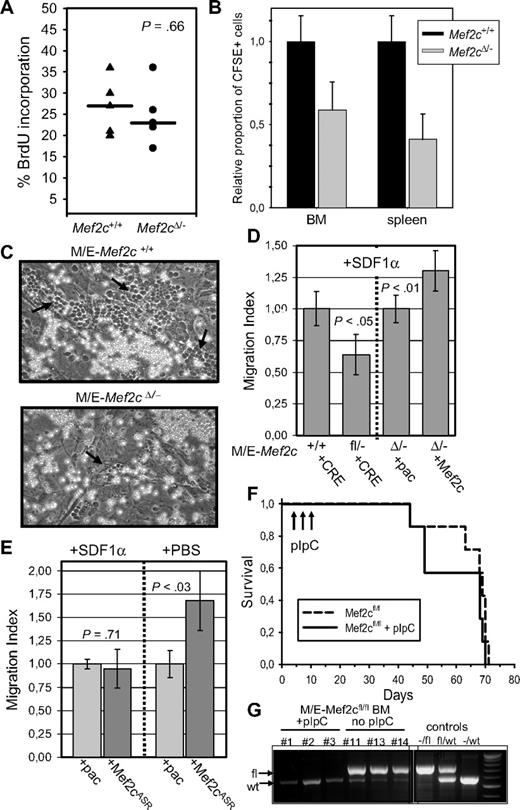 Figure 6. Mef2c-deficient cells proliferate in vivo but show reduced homing and motility. (A) Percentage of BrdU incorporation after a 2-hour pulse in MLL/ENL-YFP-infected Mef2cΔ/− MxCRE or Mef2c+/+ MxCRE BM cells transplanted into irradiated mice. Each square represents an independent mouse receiving BM with the indicated phenotype. Cells were sorted for YFP expression (19%-34% of total BM) before staining for BrdU. (B) BM cells from Mef2cΔ/− MxCRE or Mef2c+/+ MxCRE mice (treated with pIpC) were labeled in vitro with CFSE and then injected via the tail vein into lethally irradiated syngeneic recipient mice. Shown is the relative mean proportion (± SE) of dye-positive cells from BM or spleen isolated 4 hours after transplantation from 4 mice from 2 independent experiments. An average of 68 (± 9.5) and 78 (± 32) CFSE+ Mef2c+/+ cells per 105 total spleen or BM cells, respectively, were detected. (C) Visualization of MS-5 stroma cell cultures 24 hours after 106 M/E Mef2c+/+ or Mef2cΔ/− cells were seeded onto monolayer. Cells transcending the monolayer are clearly seen as phase-dark cells (indicated by ↙). White translucent cells are above the stroma layer. The experiment was repeated 3 times with identical results. (D) Migration studies were compared between M/E cells in culture in which Mef2c was either deleted (by infection with CRE vector) or in which Mef2c was reintroduced with a Mef2c vector. Migration index was calculated 3 to 5 hours after cells from freshly infected and selected cultures were seeded into the upper well of a Transwell with SDF1α in the bottom chamber. Shown is the mean (± SE) of 2 independent experiments, each performed in duplicate. P values were calculated by the Student t test for each pair. (E) Migration index of M/E cells deficient for Mef2c that were either infected with an empty (pac) vector or a vector expressing the HDAC-biding mutant Mef2cASR. Migration index was calculated 3 to 5 hours after cells from freshly infected and selected cultures were seeded into the upper well of a Transwell with either PBS or SDF1α in the bottom chamber, as indicated. Shown is the mean (± SE) of 2 independent experiments, each performed in duplicate. P values were calculated by the Student t test for each pair. (F) Survival curves of mice receiving MLL/ENL-transduced Mef2fl/fl BM, half of which received pIpC injections at the indicated times. (G) Verification of complete excision of the Mef2c floxed alleles after pIpC injection, PCR analysis was performed on DNA isolated from BM cells of diseased mice (3 from each cohort). Primers were designed to detect either the floxed (fl) or wild-type (wt) allele. Faint wt alleles can be detected in all animals resulting from residual host cells. Tail DNA from different genotypes was used as positive controls.