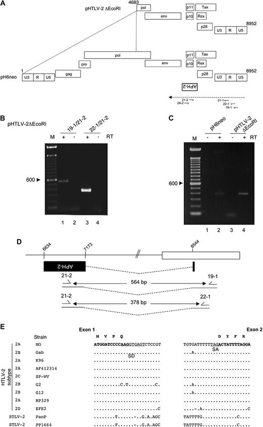 Figure 1. HTLV-2 antisense transcripts are detected and are spliced. (A) The HTLV-2 molecular clone pH6neo provirus is depicted with all known genes and is adapted from Feuer and Green.2 The positioning of the putative APH-2 ORF from the antisense strand is indicated below the proviral DNA. A 5′ deleted version of this vector termed pHTLV-2 ΔEcoRI is also presented and encompasses nt 4683 to 8952. The primers used for the RT-PCR experiments are also represented with their positioning. The dashed line represents the hypothetical antisense transcript. (B-C) The 293T cells were transfected either with pHTLV-2 ΔEcoRI and/or (C) with pH6neo. RNA was extracted and analyzed by RT-PCR for the presence of antisense transcripts using the primer combinations 19-1/21-2 and 22-1/21-2. (C) The 22-1/21-2 primer set that allows the amplification of the spliced transcript was used. When indicated, RT was omitted during the RT step. Control indicates no cDNA; M, 100-bp marker. (D) The position of exon 1 and exon 2 of the APH-2 transcript (■) is presented. The size of the RT-PCR products is also indicated. (E) The splice donor and acceptor sequences of the APH-2 transcript are conserved. DNA sequences containing the APH-2 splice donor and splice acceptor sites were compared between various HTLV-2 and STLV-2 isolates retrieved from GenBank. The modified sequence of the MO proviral DNA was used as a reference. Bold letters represent exonic sequence; underlined, SD and SA sequences. The HTLV-2 subtype is indicated on the left of the panel. Predicted amino acid sequence of the spliced APH-2 transcript at the splice junction are also presented above the exonic nucleotide sequence.