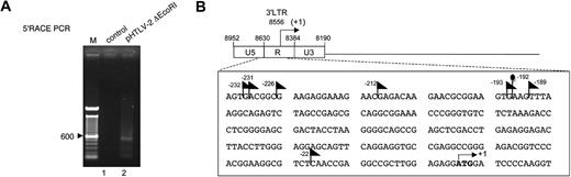 Figure 3. HTLV-2 antisense transcription initiates in the 3′-LTR. (A) The 5′RACE PCR analysis was conducted using RNA samples from 293T cells transfected with pHTLV-2 ΔEcoRI (lane 2). The cDNA was synthesized with a modified oligo dT and ligated to a supplied anchor at their 5′ end. Two subsequent PCR rounds were conducted with the 5′RACE outer and inner primers along with the transcript-specific 24-2 and 21-2 reverse primers As a negative control (lane 1), final PCR amplification was performed with water (ie, no cDNA). The resulting amplified products were run on an agarose gel. M indicates 100-bp marker. (B) The position of the identified transcription initiation sites of APH-2 mRNA (◣ represents 293T; , Mo) is depicted in the 3′-LTR. Nucleotide positioning is relative to the APH-2 ATG initiation codon numbered as +1. The numbering in the proviral DNA corresponds to the sense strand.