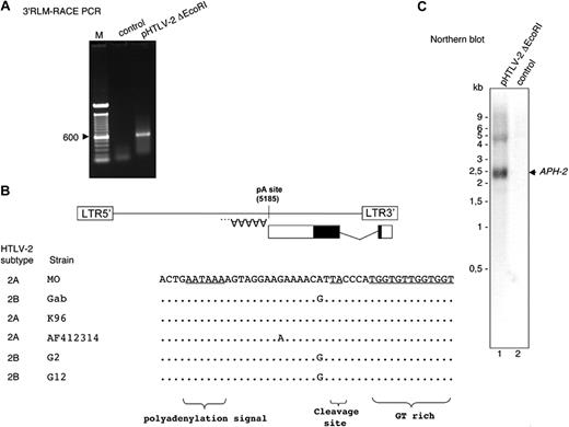 Figure 4. Identification of the polyA addition site of the APH-2 transcript. (A) RNA samples obtained from 293T cells transfected with the pHTLV-2 ΔEcoRI plasmid (lane 2) were analyzed by 3′ RLM-RACE using the 21-3 primer. Lane 1 represents PCR amplification in the absence of any cDNA. M indicates 100-bp marker. (B) Position of the polyA addition site next to a consensus polyA signal and a GT-rich consensus sequence. The sequences of the APH-2 mRNA and of the 3′ polyA tail are shown. ■ represents the coding portion of the APH-2 spliced transcript. HTLV-2 sequences retrieved from GenBank were also compared using MO as a reference sequence. Comparisons were focused on the AATAAA polyA signal (position 5185 on the sense strand), the cleavage site deduced from our 3′RACE results and the GT-rich sequence. (C) PolyA+ RNA was extracted from pHTLV-2 ΔEcoRI-transfected 293T cells (lane 1) or from nontransfected cells (lane 2) and was run on a 1.5% agarose gel. After migration and transfer, the membrane was hybridized with a probe corresponding to the coding segment of the APH-2 cDNA and signals were revealed with a PhosphorImager. An RNA marker was migrated in parallel and corresponding molecular weights are indicated on the left side of the panel.