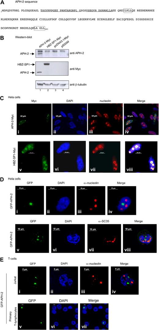 Figure 5. APH-2 localizes to the nucleus. (A) Amino acid sequence of the APH-2 protein. The amino acid sequence of APH-2 was deduced from the MO strain. Underlining represents the peptides used for the immunization of the rabbits; dashed boxes, 2 potential LXXLL motifs. (B) Cell lysates (50 μg) from 293T cells transfected with the APH-2-Myc or HBZ-SP1-Myc expression vector or 2 control empty vectors (parental pcDNA3.1/Myc and pSG5M vectors) were subjected to electrophoresis on a 12% Bis-Tris gel and analyzed by Western blot with anti-Myc, anti–APH-2, or anti–β-tubulin antibodies. pcDNA3.1/Myc parental vector was used as a negative control. (C-E) Intracellular localization of APH-2 in (C-D) HeLa and (E) Jurkat or primary T lymphocytes transfected with HBZ or APH-2 expression vectors. (Ci-iv) APH-2-Myc. (Cv-viii) HBZ-SP1-Myc. (D-E) GFP-APH-2. Twenty-four hours after transfection, cells were fixed and stained as described in “Immunofluorescence analyses.” Cells were finally mounted in 4,6-diamidino-2-phenylindole-containing mounting medium. Images are representative of the entire population of transfected cells.