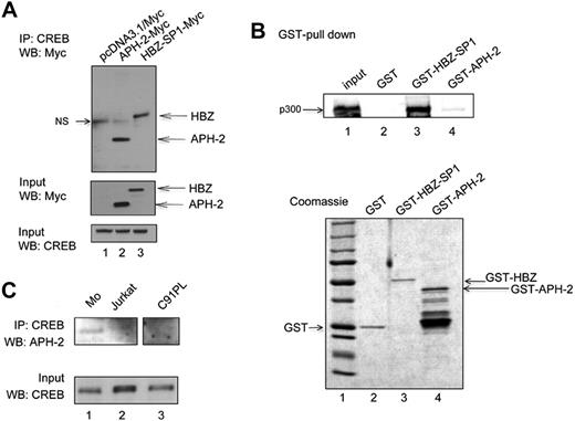 Figure 6. APH-2 binds to CREB but not to p300 and is expressed in vivo. (A) Cell lysates (400 μg) obtained from 293T cells transfected with pcDNA3.1/Myc backbone vector (lane 1), APH-2-Myc (lane 2), or HBZ-SP1-Myc (lane 3) were subjected to immunoprecipitation with a rabbit polyclonal anti-CREB antibody followed by Western blot with a mouse monoclonal anti-Myc antibody. Input proteins (50 μg) are shown in the middle (anti-Myc) and bottom (anti-CREB) panels. (B) Purified p300 (0.2 pmol) was incubated with 5 pmol GST, GST-HBZ, or GST-APH-2. Bound proteins were detected by Western blot analysis with an anti-p300 antibody. Input protein (100%) is shown in lane 1. (Bottom panel) Purified GST, GST-HBZ, and GST-APH-2 (5 pmol of each) are shown by Coomassie blue staining after sodium dodecyl sulfate–polyacrylamide gel electrophoresis. Lane 1 represents molecular weight marker. (C) Cell lysates (400 μg) obtained from MO (lane 1), Jurkat (lane 2), and C91PL (lane 3) were subjected to immunoprecipitation with a rabbit polyclonal anti-CREB antibody followed by Western blot with a rabbit polyclonal anti-APH-2 antibody. Input proteins (50 μg) are shown in the bottom (anti-CREB) panels. (Top panel) These lanes correspond to different part of the same gel.