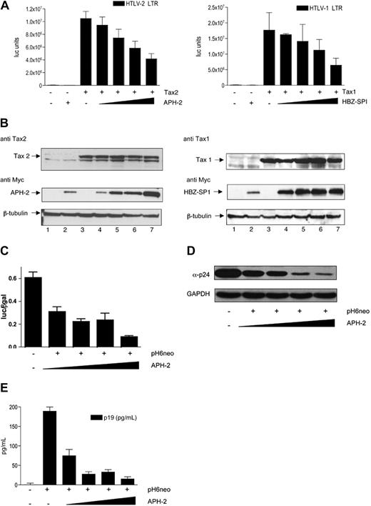 Figure 7. APH-2 represses Tax2-dependent activation of transcription from the HTLV-2 LTR. (A) The 293T cells were transiently transfected with 125 ng pHTLV-2-LTR-luc (left) or pHTLV-1 LTR-luc (right), 500 ng pSG5M-Tax2 (left), or pSG5M-Tax1 (right) together with increasing amounts (125, 250, 500, and 1000 ng in both cases) of APH-2-Myc (left) or of HBZ-SP1-Myc (right). The graphs represent an average of 3 (left) or 2 (right) independent experiments. (B) A total of 50 μg protein extracts from lysates obtained from transfected 293T cells were subjected to electrophoresis and probed for Myc, Tax2, Tax1, and β-tubulin. (C) The 293T cells were transiently transfected with 250 ng pH6neo, 62.5 ng pHTLV-2-LTR-luc, 50 ng pRcActin-LacZ together with increasing amounts (0, 62.5, 125, 250, and 500 ng) of the APH-2-Myc vector. Cells were lysed 48 hours after transfection, and luciferase activities were measured using the MLX microplate luminometer (Dynex Technologies). The β-galactosidase activity was measured using the Galacto-Light kit (Applied Biosystems) according to the manufacturer's suggestions. Luciferase activities are presented as normalized relative light units (RLU/β-gal) and correspond to the calculated mean ±SD of 3 transfected samples normalized by the measured β-galactosidase activity. (D) The 293T cells were transiently transfected with 2.5 μg pH6neo, increasing amounts (0, 500, 1000, 2000, and 4000 ng) of the APH-2-Myc vector. Cell lysates were subjected to electrophoresis and probed for p24 or GAPDH. (E) For detection of p19 antigen in supernatants, 293T cells were transiently transfected with 250 ng pH6neo with increasing amounts (0, 62.5, 125, 250, and 500 ng) of APH-2-Myc vector. Cell supernatants were used for p19 enzyme-linked immunosorbent assay according to the manufacturer's instructions (HTLV-I/II p19 Antigen ELISA; ZeptoMetrix Corporation). Experiments were done in triplicate, and values are representative of the calculated mean ± SD.