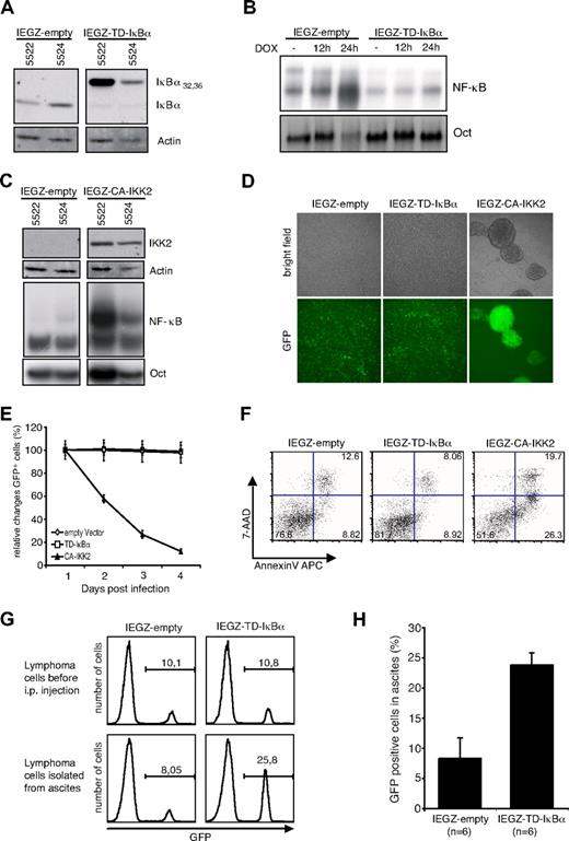 Figure 2. Modulation of NF-κB signaling pathway in murine lymphoma cells. (A) Immunoblot analysis of TD-IκBα expression in transduced murine lymphoma cell line. Cells were spin-infected with retroviral vectors IEGZ-empty or IEGZ-TD-IκBα and protein extracts were isolated 24 hours after infection. (B) EMSA of NF-κB binding activity in transduced lymphoma cell lines. NF-κB activation after doxycycline-mediated MYC inactivation was detectable only in IEGZ-empty– but not in IEGZ-TD-IκBα–transduced cells. Doxycycline (2 μg/mL) was added for 12 or 24 hours, respectively. (C) Immunoblot analysis of CA-IKK2 expression in transduced lymphoma lines. Protein extracts of transduced cells were isolated 24 hours after the infection. EMSA of the extracts displays induction of NF-κB binding in CA-IKK2–expressing cells. (D) Morphologic examination of transduced cell line 5522. Bright field and fluorescence microscopy of transduced cells 2 days after infection. Images were taken with a Leica DMIRBE microscope 10× NA = 0.3 PH1 acquired with a Hamamatsu digital camera C4742-95 (Hamamatsu Photonics) and Open Lab software Version 4.0.4 (Improvision). (E) Flow cytometric determination of changes in the GFP-positive fractions in transduced cultures. Murine lymphoma cells were transduced with IEGZ-empty (◇), IEGZ-TD-IκBα (□), or IEGZ-CA-IKK2 (▲), and percentage of GFP+ cells was measured by flow cytometer at the indicated time points after retroviral infection. Percentage of GFP+ cells at day 1 after infection was set to 100% to facilitate comparisons. (F) Apoptosis detection of murine lymphoma cell line transduced with IEGZ-empty, IEGZ-TD-IκBα, or IEGZ-CA-IKK2. At day 3 after the infection the cells were stained and analyzed for annexin-V–APC and 7-AAD binding. (G) In vivo tumor competition assay. Murine B-lymphoma cell line 5522 was transduced with either IEGZ-empty or TD-IκBα. Transduced GFP+ cells were then mixed with parental nontransduced cells at a ratio of 1:10. Cells of mixed populations (107) were injected intraperitoneally into syngeneic recipient mice and lymphocytes were isolated from ascites 1 week later. Flow cytometric determination of the GFP+ fractions is shown for the cells before transplantation (top panels) and after isolation of ascites of recipient mice (bottom panels). (H) Statistical analyses of competitive tumor transplantation. Mean values of the percentage of the GFP+ fraction of cells isolated from recipient mice (n = 6 for each group) detected by flow cytometry.